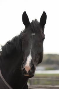 Blacky (2)